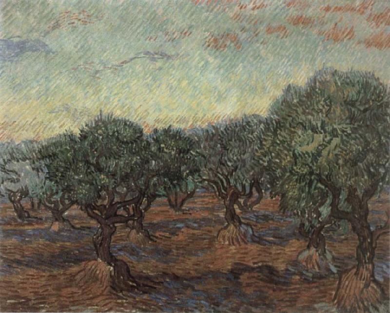 Vincent Van Gogh Olive Orchard,Saint-Remy oil painting image